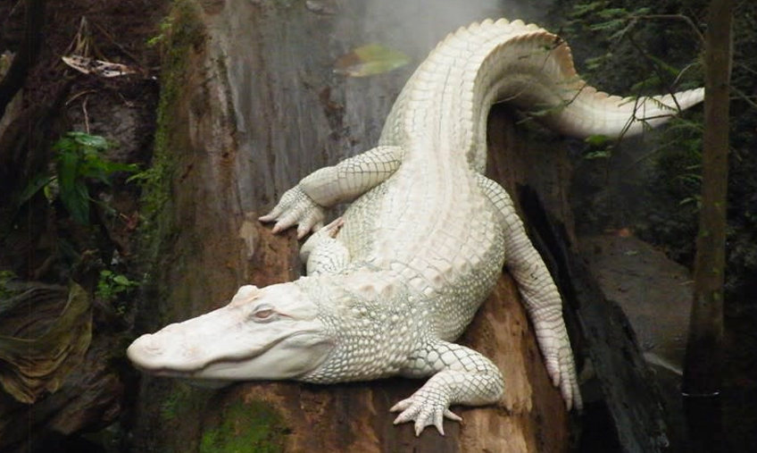 Rare albino aligator