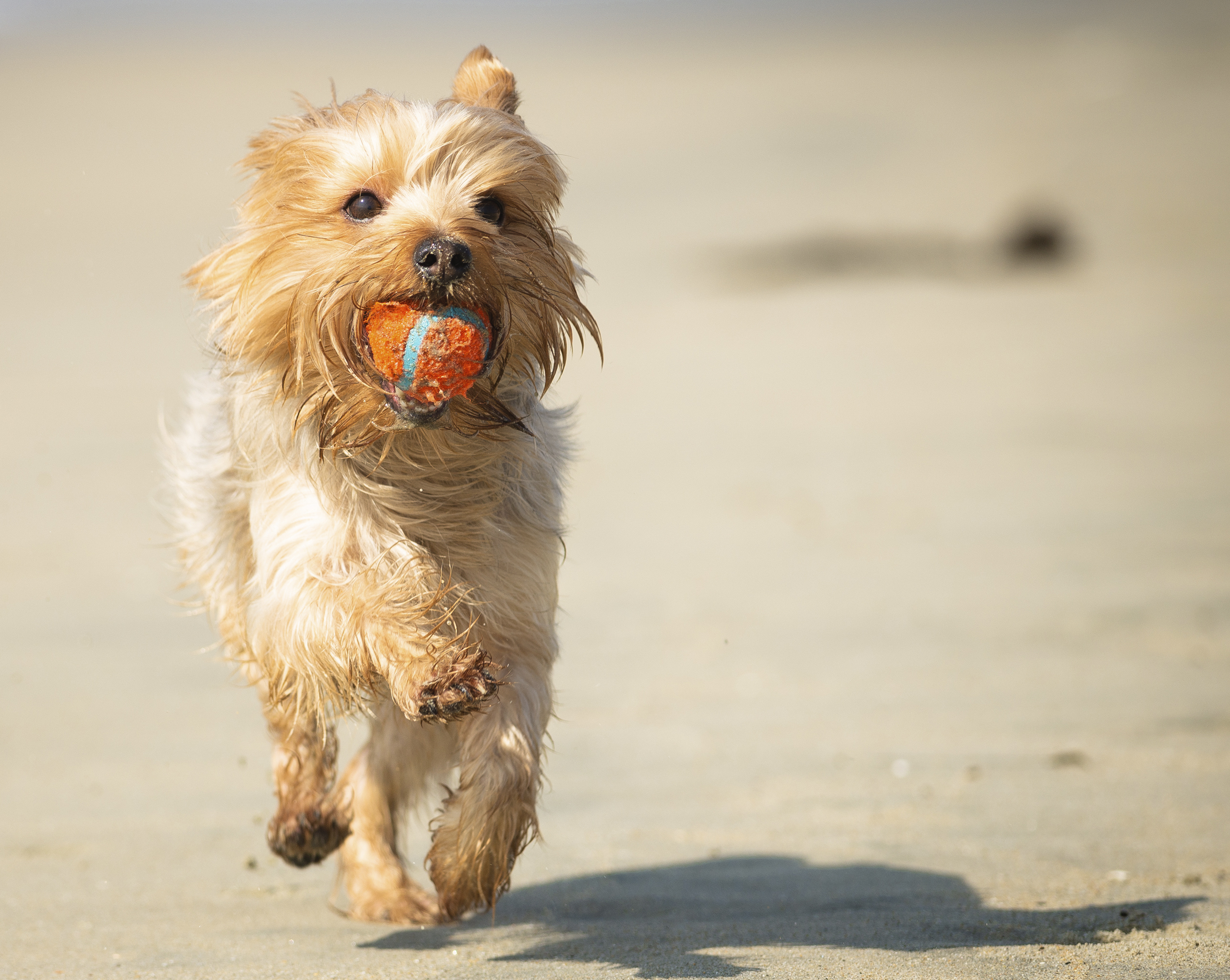 Topsail Beach Dog Laws: A Complete Guide for Pet Owners