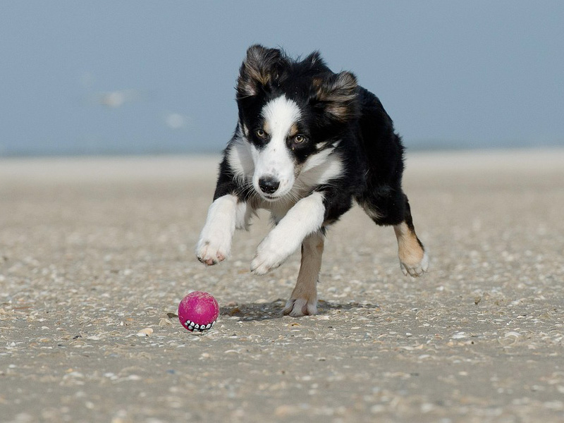 beach games with your pet