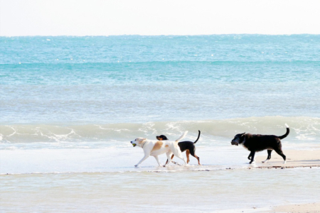 Perfect Beach Day With Your Pet